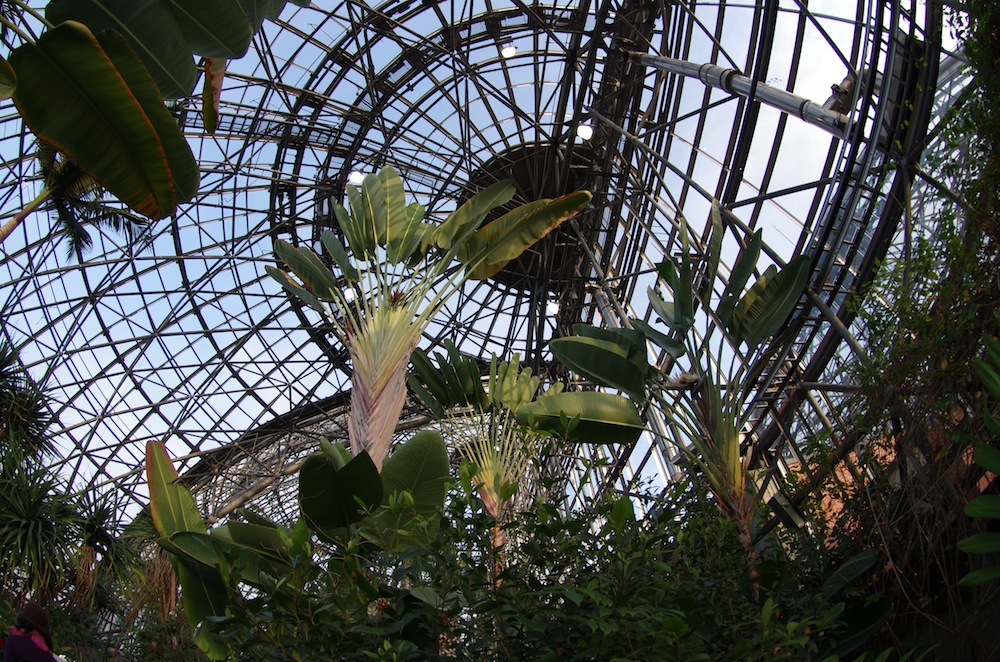 夢の島熱帯植物館３