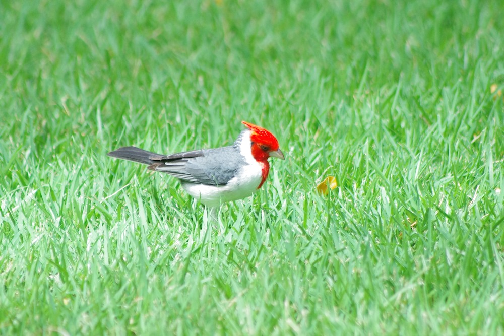 RED CRESTED CARDINAL