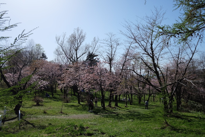 空知管内随一の桜の名所、東明公園【北海道美唄市】